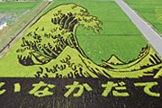 Эффектная «рисовая» живопись // vill.inakadate.aomori.jp