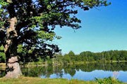 В Беловежской пуще туристам предложат новый маршрут. // belarustourism.by
