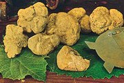 В Италии пройдет фестиваль белых трюфелей. // discoveritalia.it