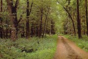 Беловежская пуща привлекает туристов уникальной природой. // outdoors.ru