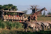 Диснеевский Animal Kingdom признан лучшим зоопарком мира. // ticketstodisney.com