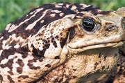 Остров знаменит природным разнообразием. // wikipedia