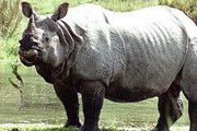 В парк возвращаются животные. // floranimal.ru
