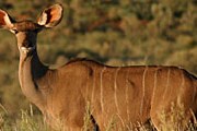 Редкие животные – в заповеднике Gondwana. // gondwanagamereserve.com