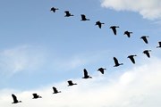 Экотуристы смогут наблюдать в Колумбии редкие виды птиц. // GettyImages