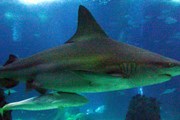 В океанариуме - 8 тыс. морских обитателей. // oceanario.pt