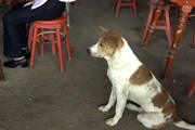 В Корее издавна употребляют мясо собак в пищу. // photo.net