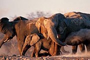 Слоны в парке Этоша//tagasafaris.co.za