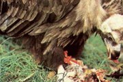 Грифы - санитары природы. // lazovzap.dvo.ru