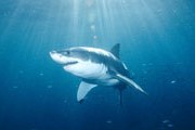 Акулы не угрожают туристам в Турции. // animals.nationalgeographic.com