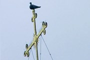 Считается, что маленькая фигурка голубя охраняет Великий Новгород от бед. // Travel.ru