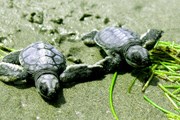 Организованы туры с возможностью наблюдения за морскими черепахами. // marinecreatures.com
