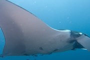 Манта (Manta birostris) - самый крупный из скатов. // Wikipedia