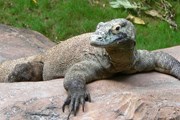 Крупнейший из комодских варанов может достигать трех метров в длину. // Wikipedia