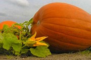 В дни праздника тыквы можно встретить повсюду. // bio-gaertner.de