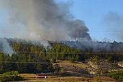 Огнем охвачен лесной массив. // dariknews.bg
