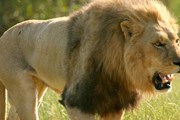В Крыму откроется парк львов. // africa-nature-photography.com