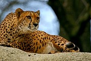 За гепардами можно будет наблюдать в интернете. // adventurephoto.biz