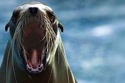 Беседа с морскими львами обойдется в $80. // floranimal.ru