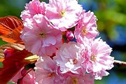 Белоруссия приглашает туристов встретить весну. // freefoto.com