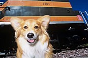 Владельцы собак могут вздохнуть с облегчением. // GettyImages