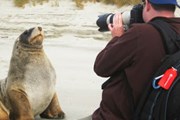 Новозеландские морские львы - исчезающий вид. // tvannunnery.com