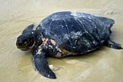 Товары из черепаховых панцирей весьма популярны у туристов. // ami-tass.ru