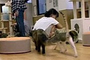 Животные живут прямо в кафе. // eco.rian.ru