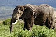 Популяция слонов сократилась втрое. // wikipedia.org