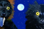 Ночная жизнь зоопарка занимает туристов. // zoopraha.cz