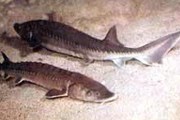В аквариумах плавают «хладнокровные экспонаты». // floranimal.ru