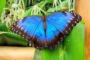 Экзотических бабочек можно увидеть в Праге. // botanicka.cz