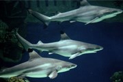 Черноперая рифовая акула // В.Романовский, moscowzoo.ru