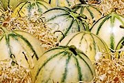 Кавайонские дыни - самые известные во Франции. // melondecavaillon.com