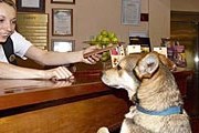 Четвероногим постояльцам рады в отелях сети. // Best Western