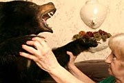 Медведи – нежелательные соседи. // Sam Bassett