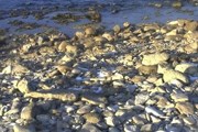 С помощью веб-камер можно разглядеть и животных, и птиц. // looduskalender.ee