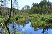 В национальном парке «Мещера» (Владимирская область) // vokrugsveta.ru