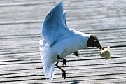 Чайки бывают очень агрессивными. // 3abcd.photosight.ru