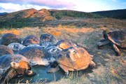Галапагосы вошли в список ЮНЕСКО в 1978 году. // galapagospark.org