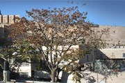 Город Давида // cityofdavid.org.il