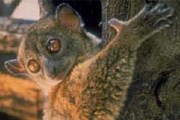 Лемуры - объект охоты браконьеров. // floranimal.ru
