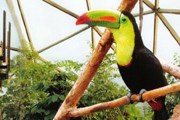 Экскурсии в швейцарский тропический парк Papiliorama - за полцены // papiliorama.ch