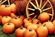 На праздник привезут 4 тонны тыкв. // blogspot.com