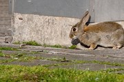 Кролики наносят большой ущерб финской столице. // helsinkippusa.files.wordpress.com