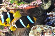 В океанариуме обитают 4 тысячи рыб. // oceanarium-sochi.ru