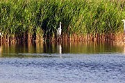 Малые белые цапли в парке "Меотида". // wikipedia.org