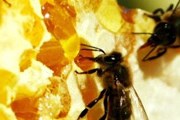 Насекомых привлекают фермерские поля и оранжереи. // ИТАР-ТАСС