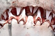 У берегов ЮАР нападению акул подвергаются несколько человек в год. // Andrew Holt