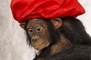 Обезьяны изображают героев произведений Пушкина. // darwin.museum.ru